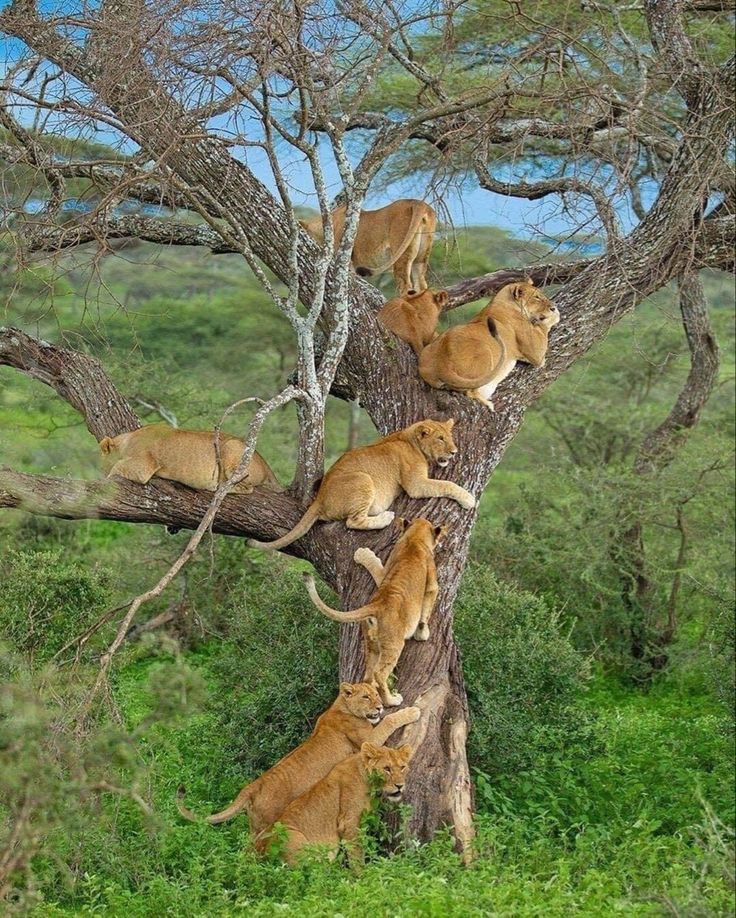 5-Day Ngorongoro, Serengeti & Tarangire Budget Tour
