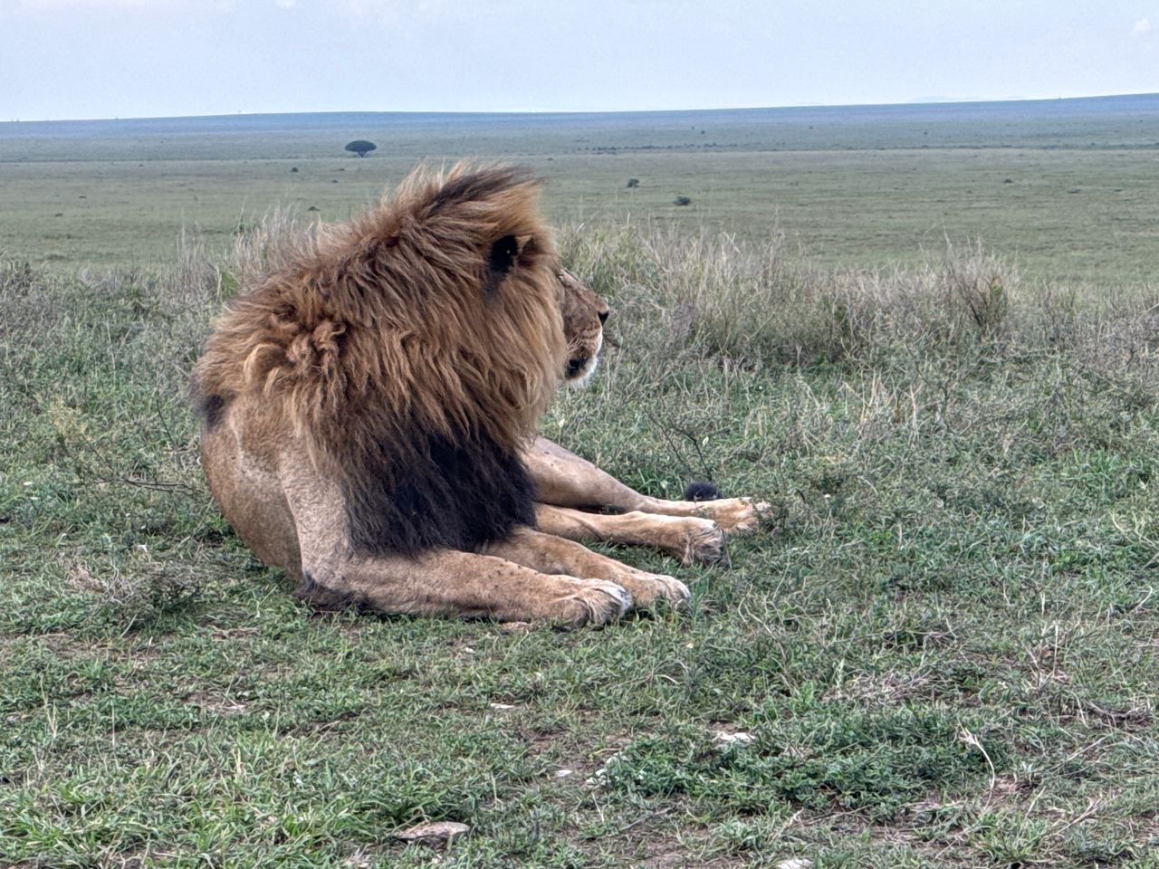 Best Time to Visit Tanzania for Safari: Month by Month Guide