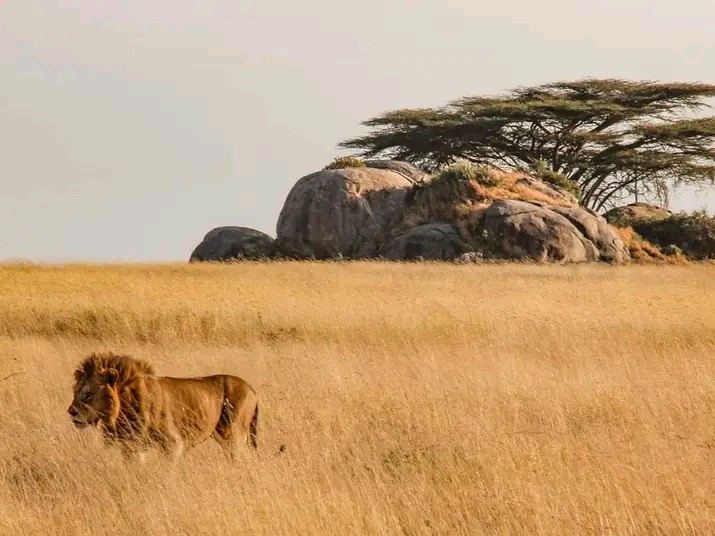 The Big Five of Tanzania: Where & When to See Them
