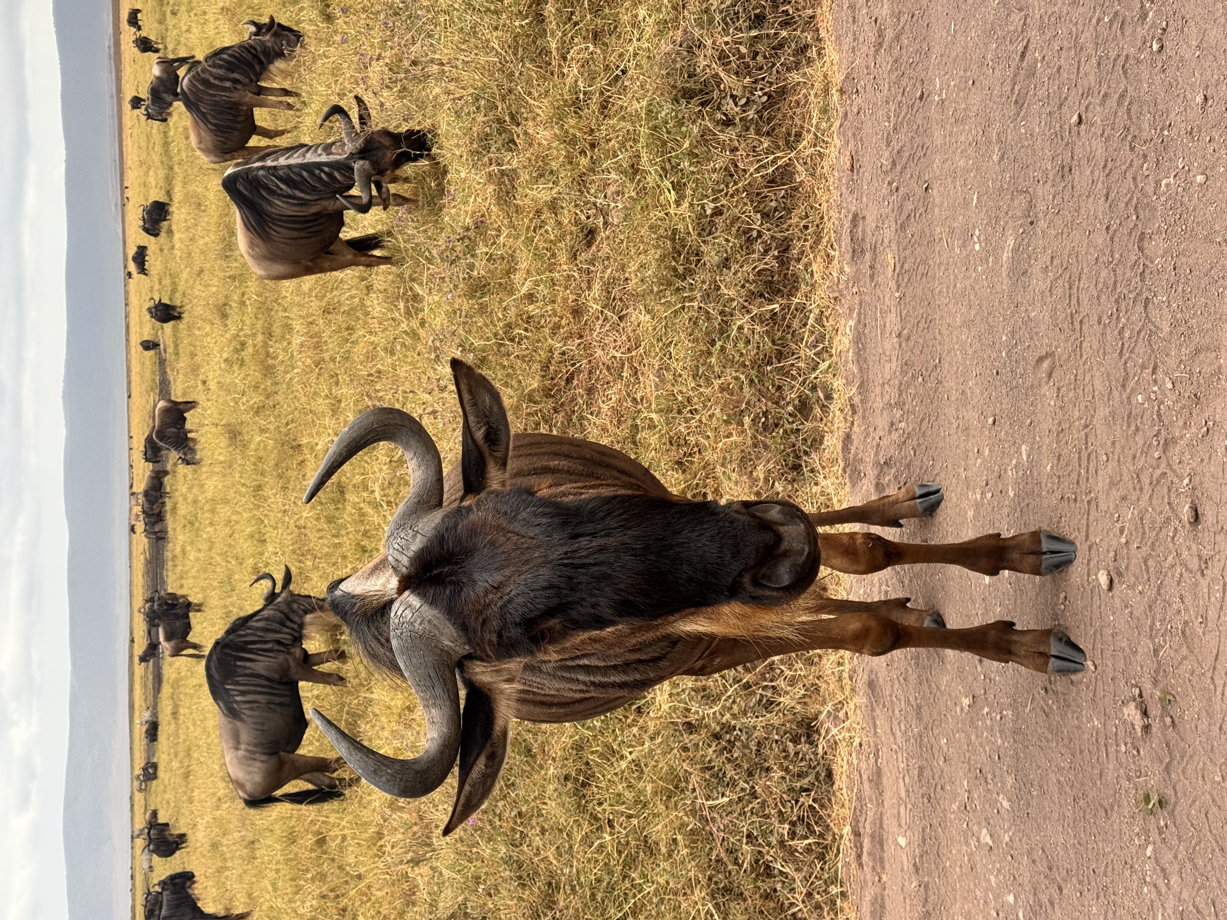 6-Day Serengeti Calving Season Safari