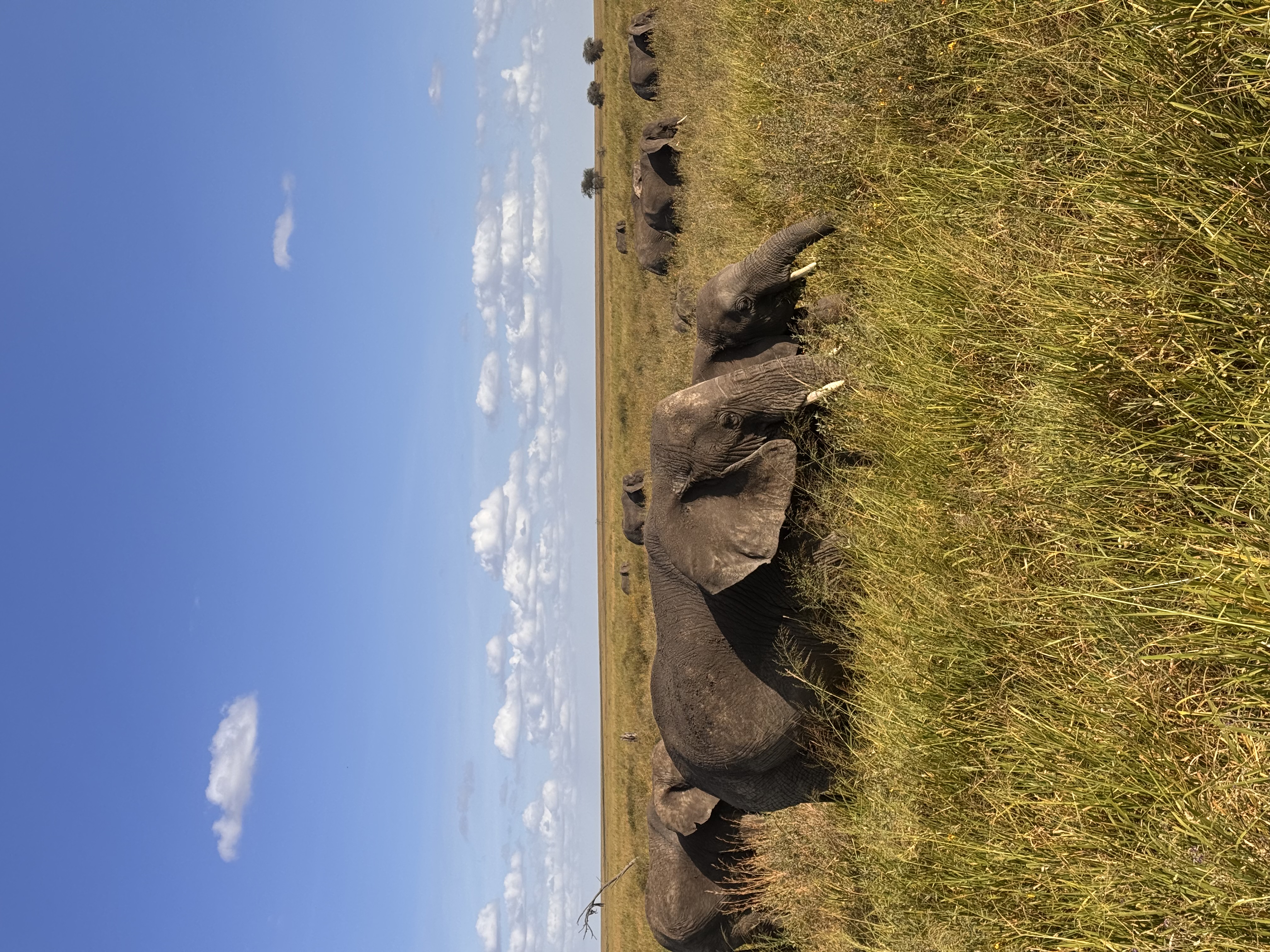 6-Day Ultimate Big Five Safari