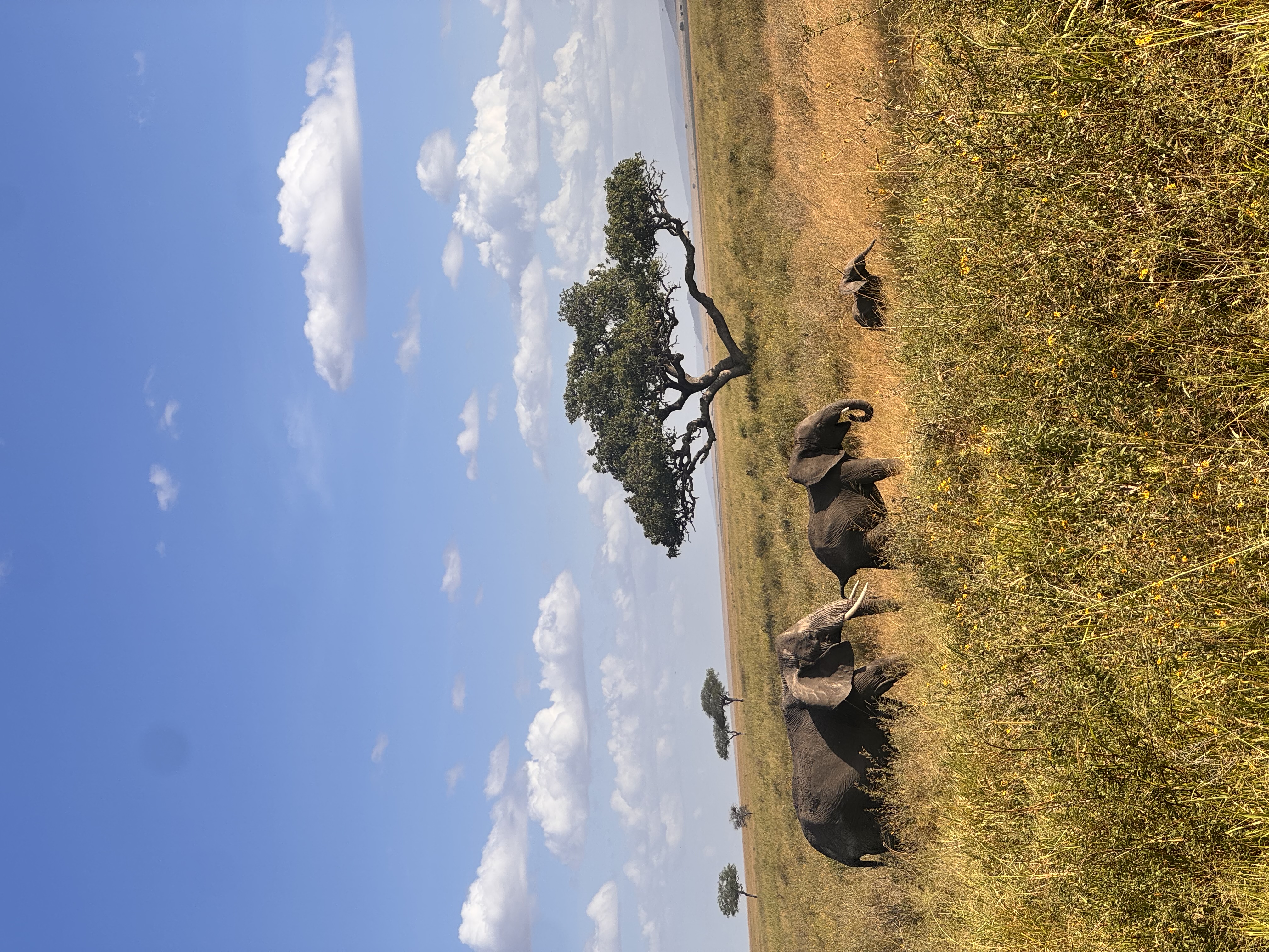 4-Day Luxury Fly-in Safari
