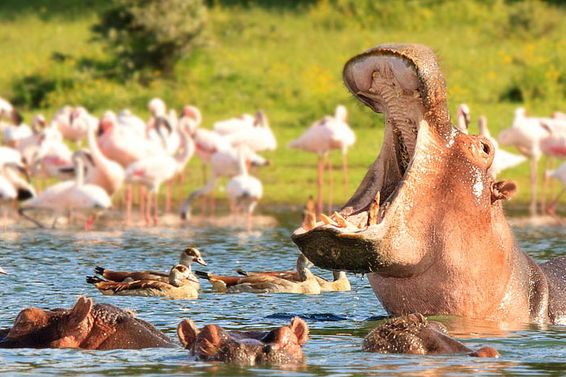 6-Day Ultimate Big Five Safari