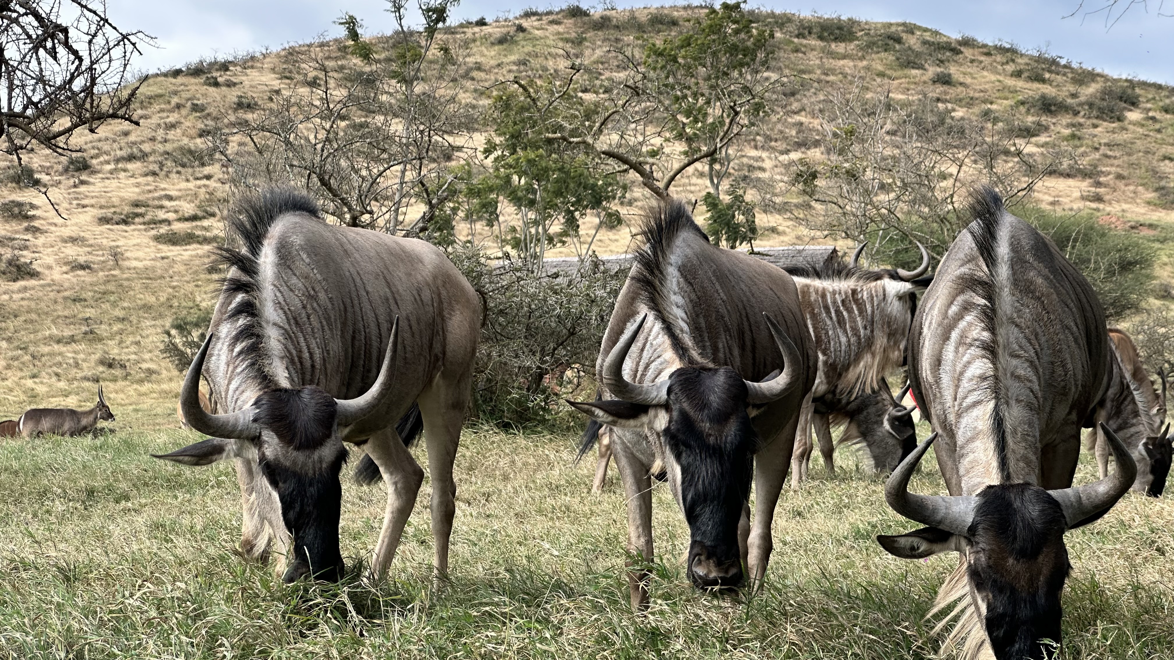 7-Day Great Migration Safari