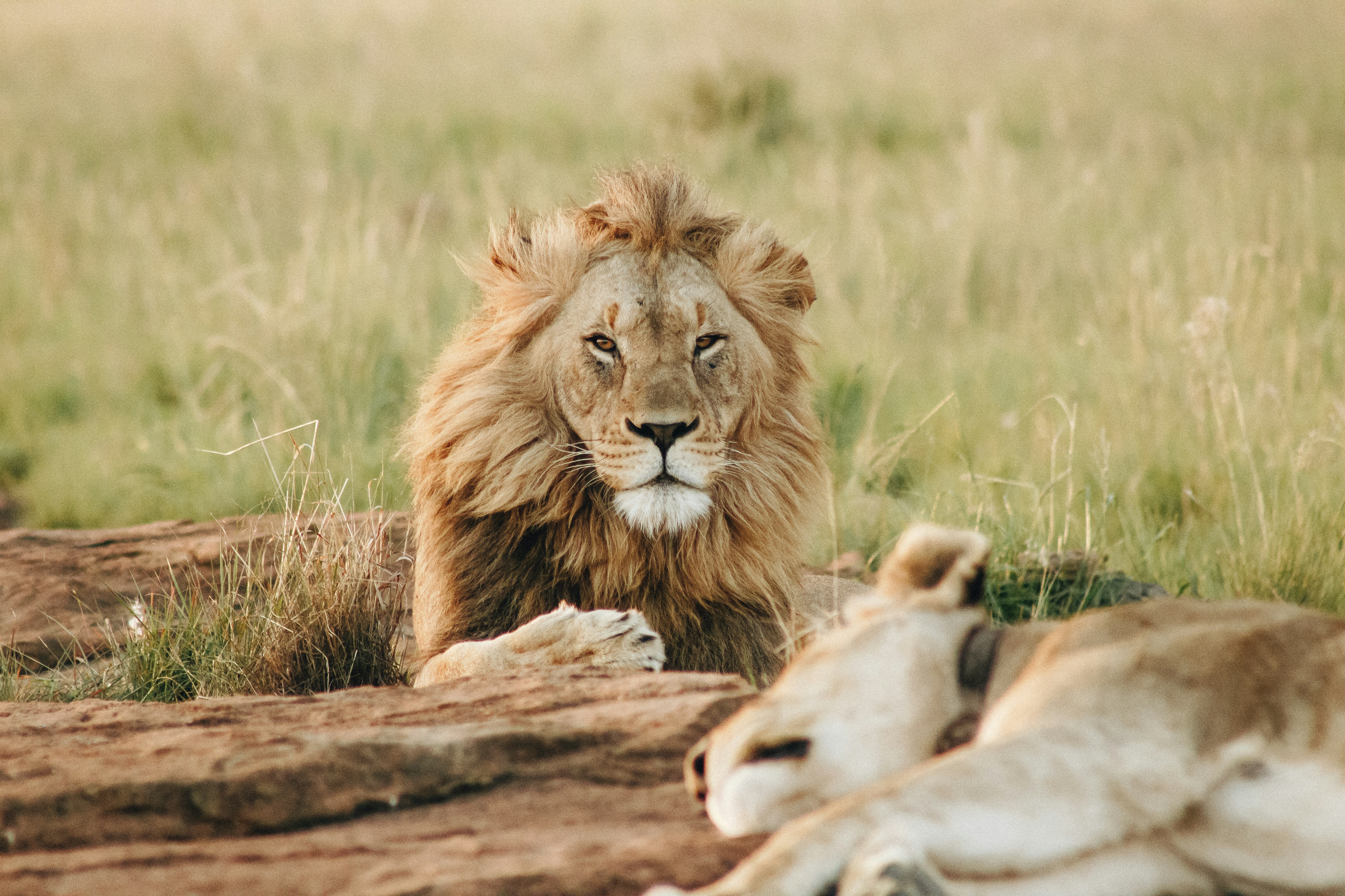 6-Day Ultimate Big Five Safari