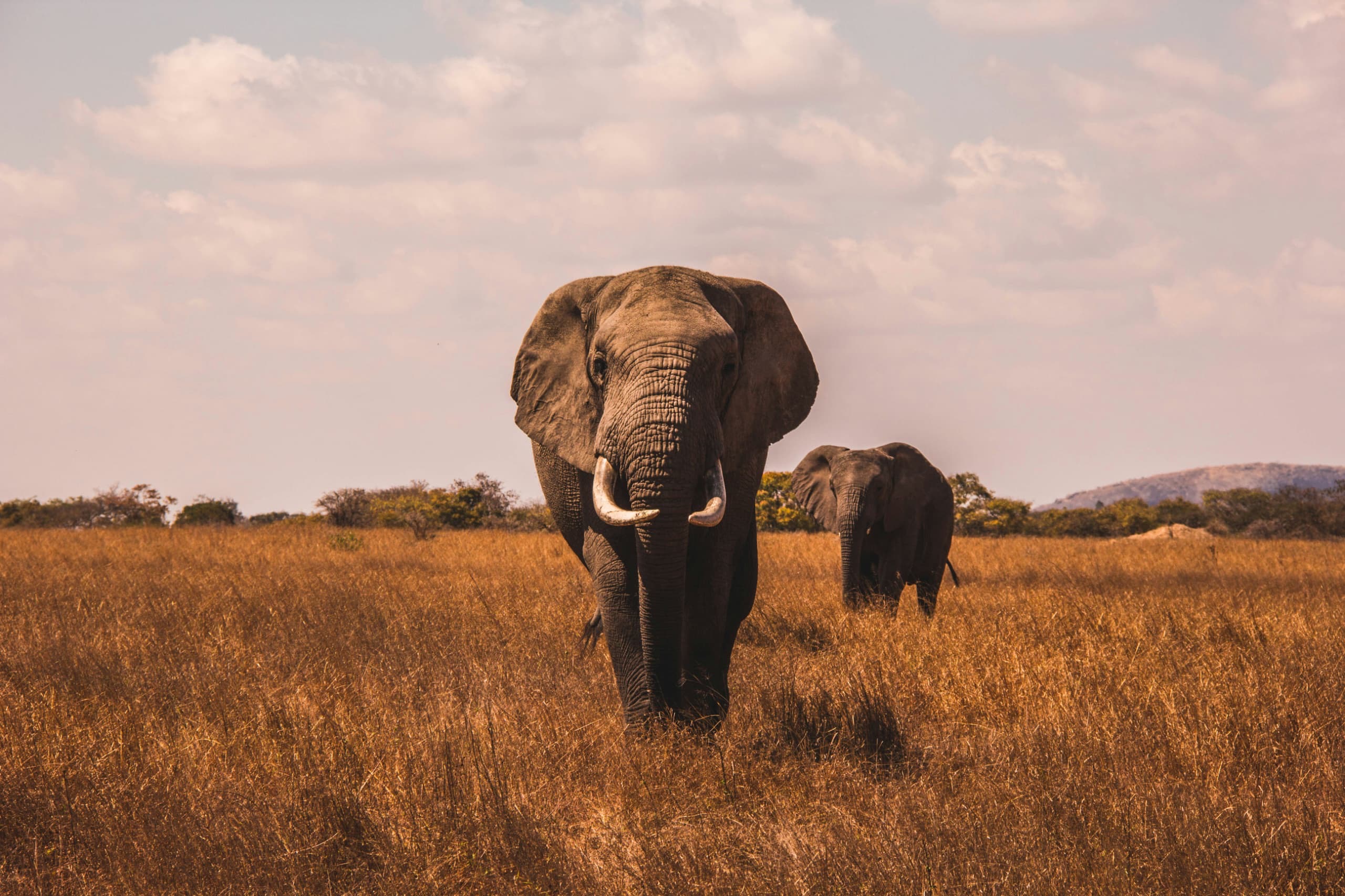6-Day Ultimate Big Five Safari