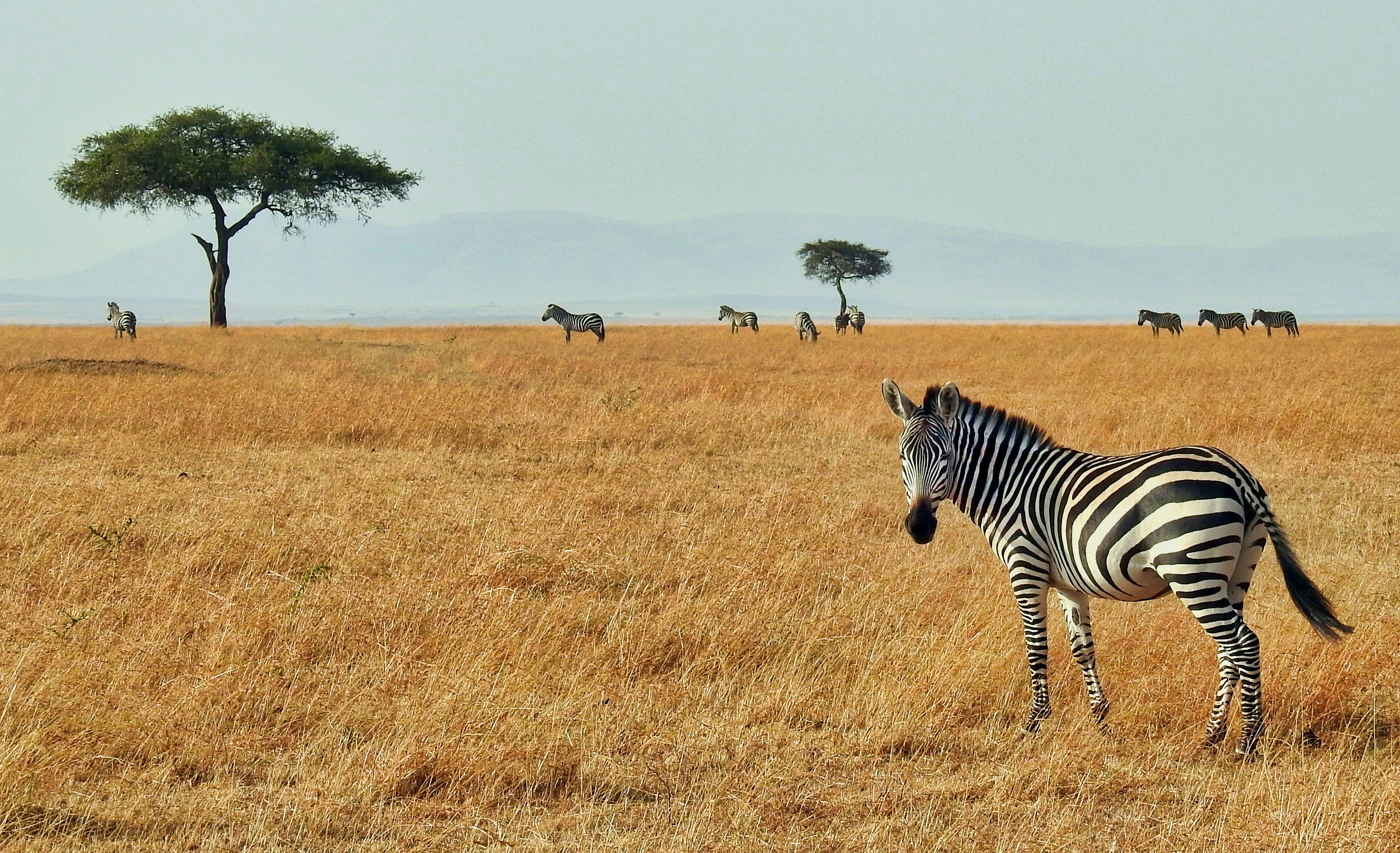 6-Day Calving Season Safari