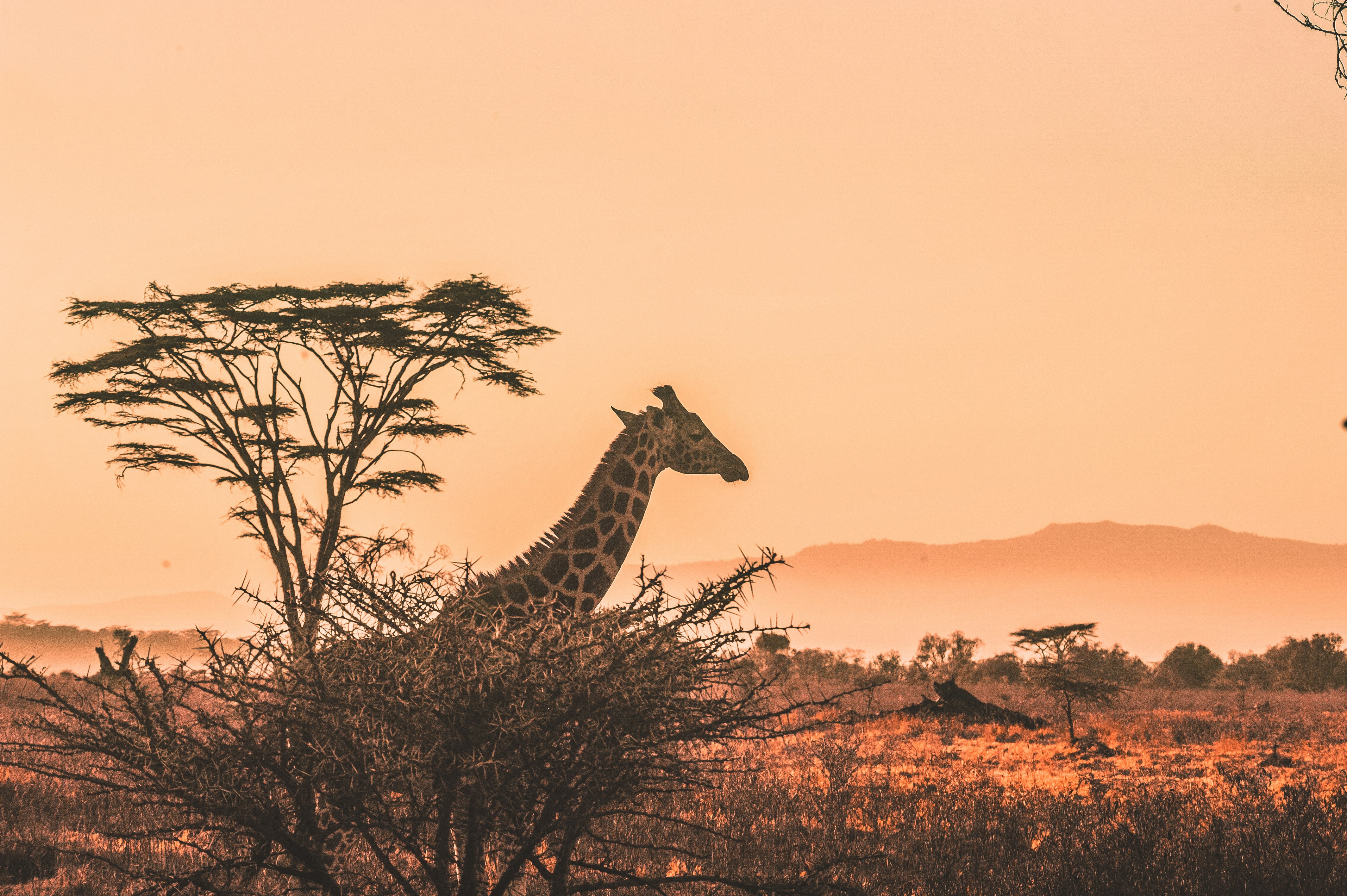 5-Day Midrange Safari Tanzania