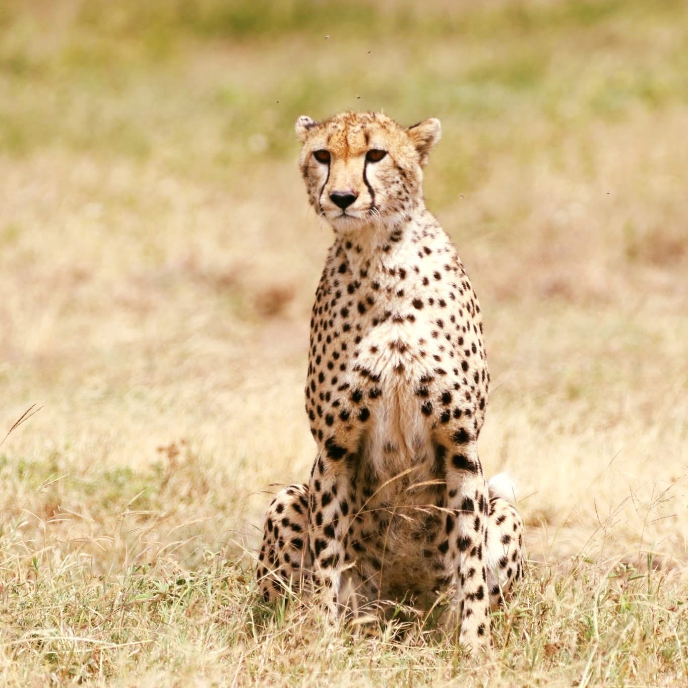 6-Day Honeymoon Safari Tanzania