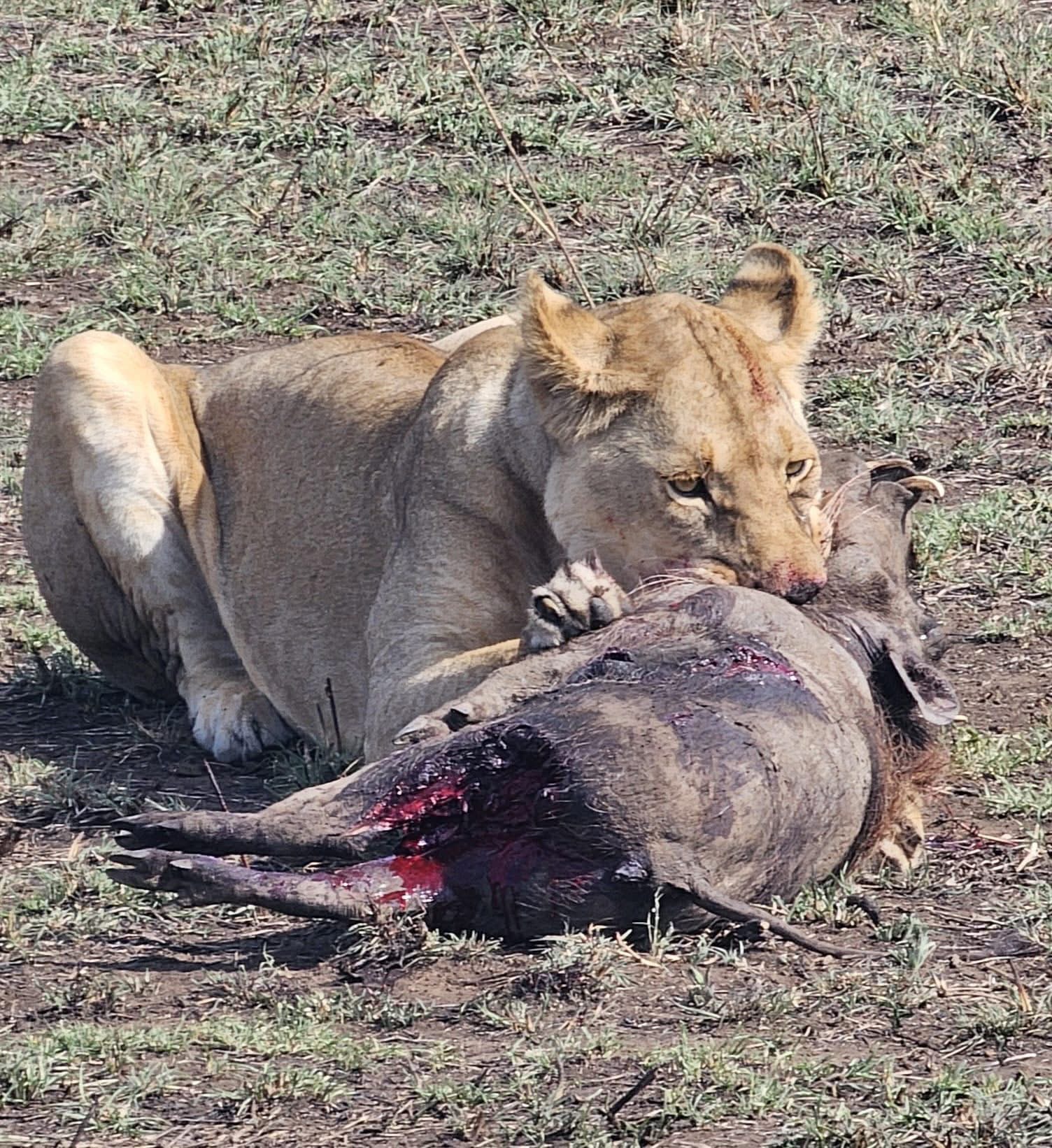 6-Day Honeymoon Safari Tanzania