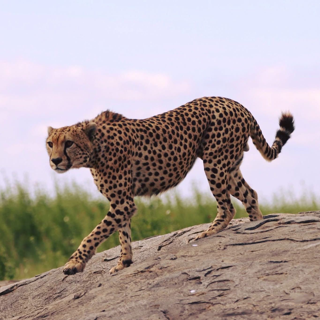 9-Day Safari & Zanzibar Beach Holiday