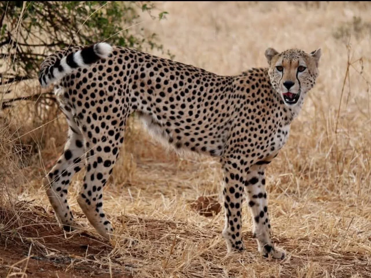 4-Day Luxury Fly-in Safari