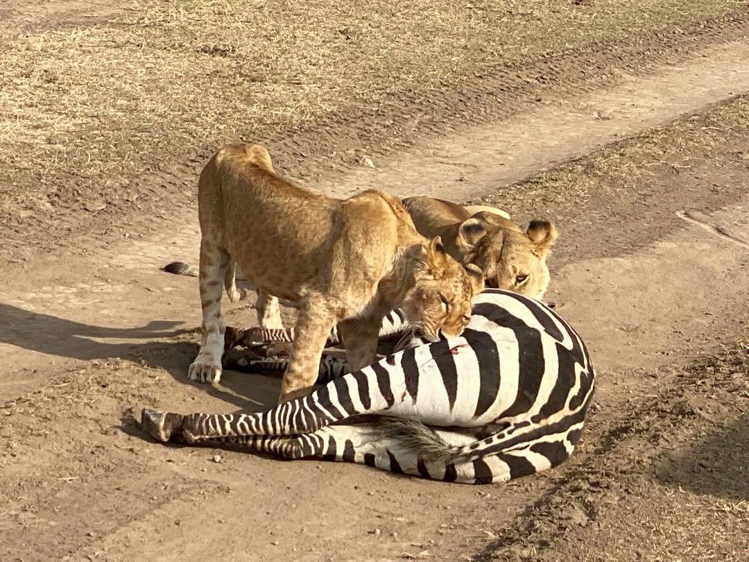 The Big Five of Tanzania: Where & When to See Them