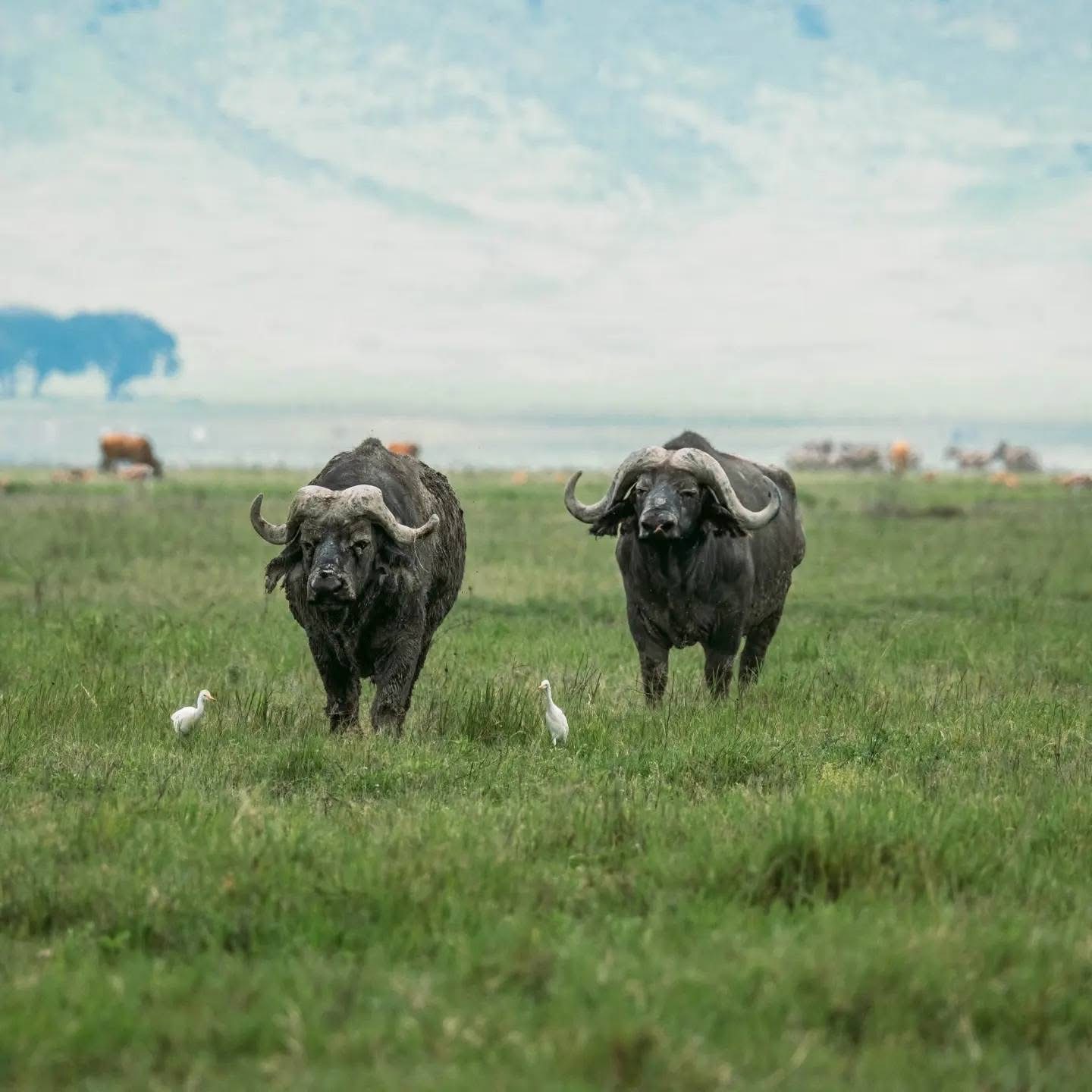 Ngorongoro Crater