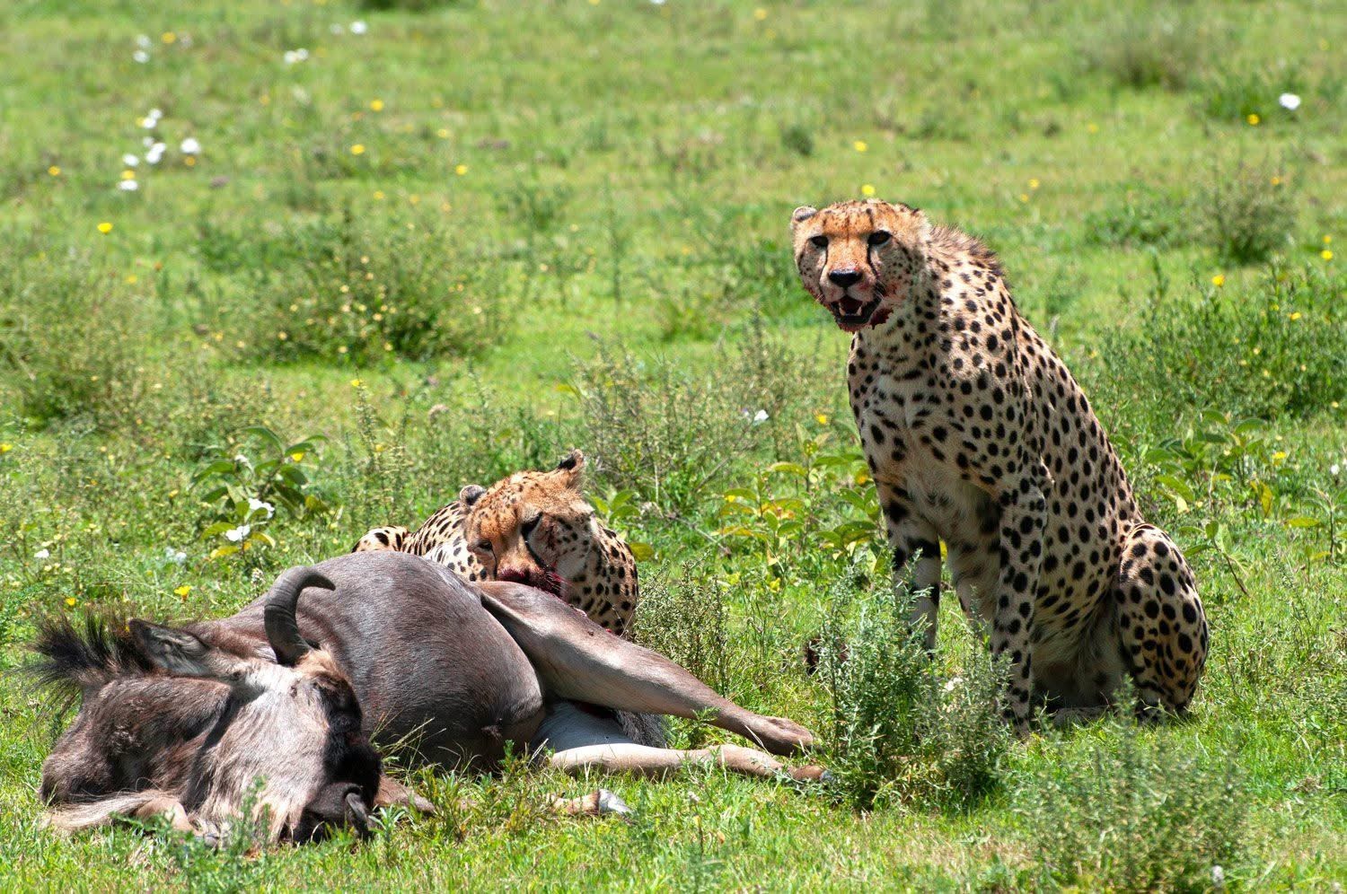 7-Day Great Migration Safari
