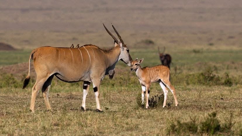Arusha National Park Day Tour