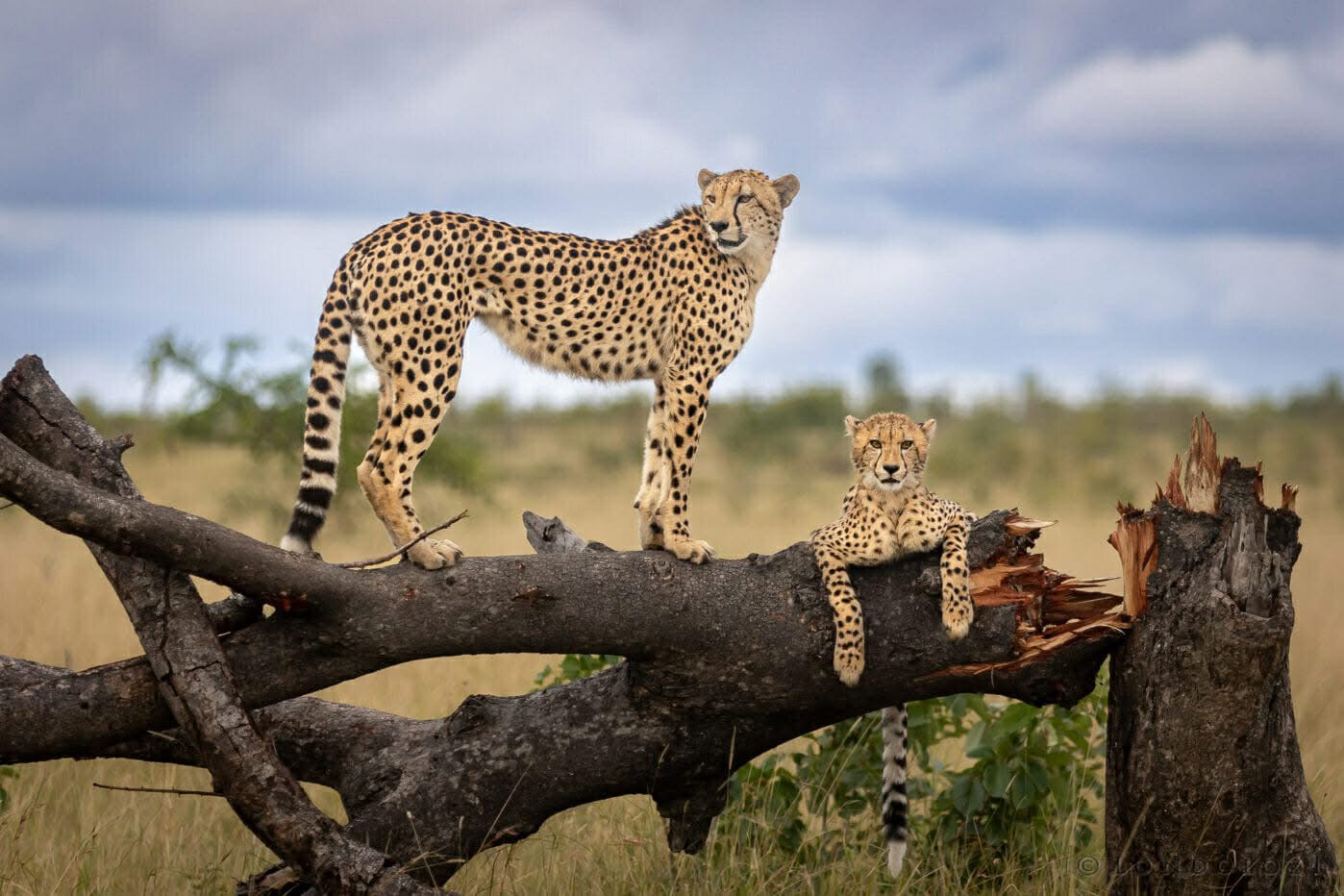 Tanzania Safari