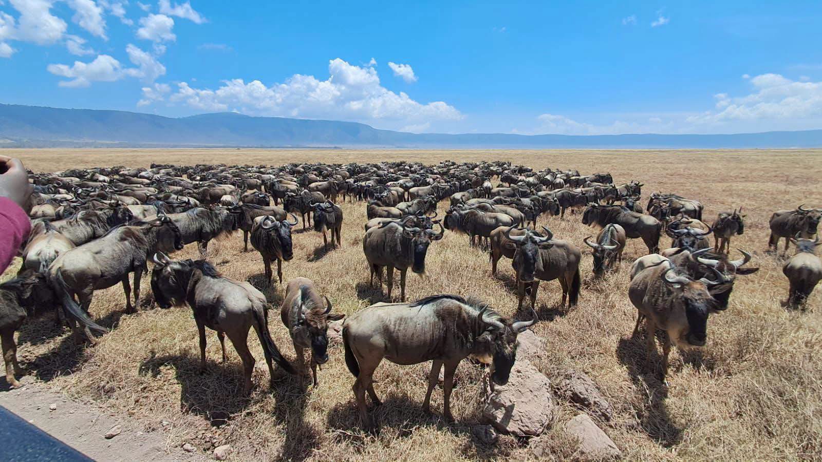 7-Day Great Migration Safari