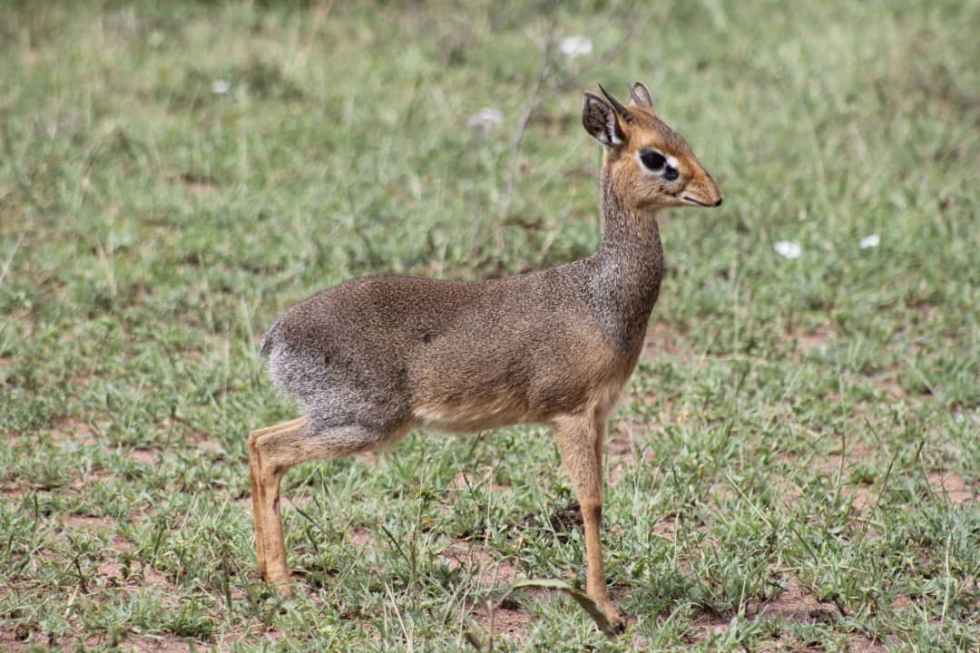 Lake Manyara National Park