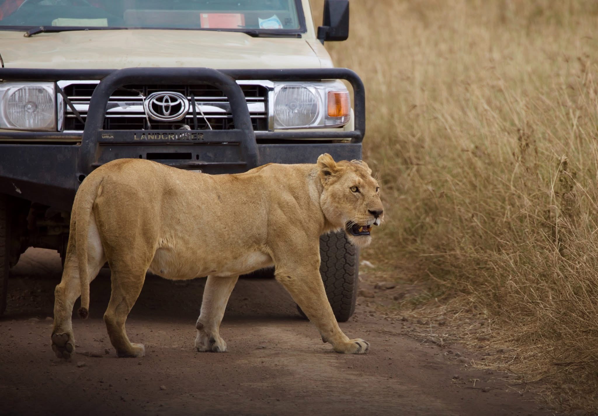 Ngorongoro Crater