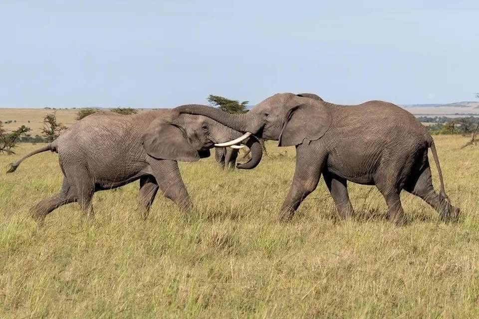 Tarangire National Park Day Tour