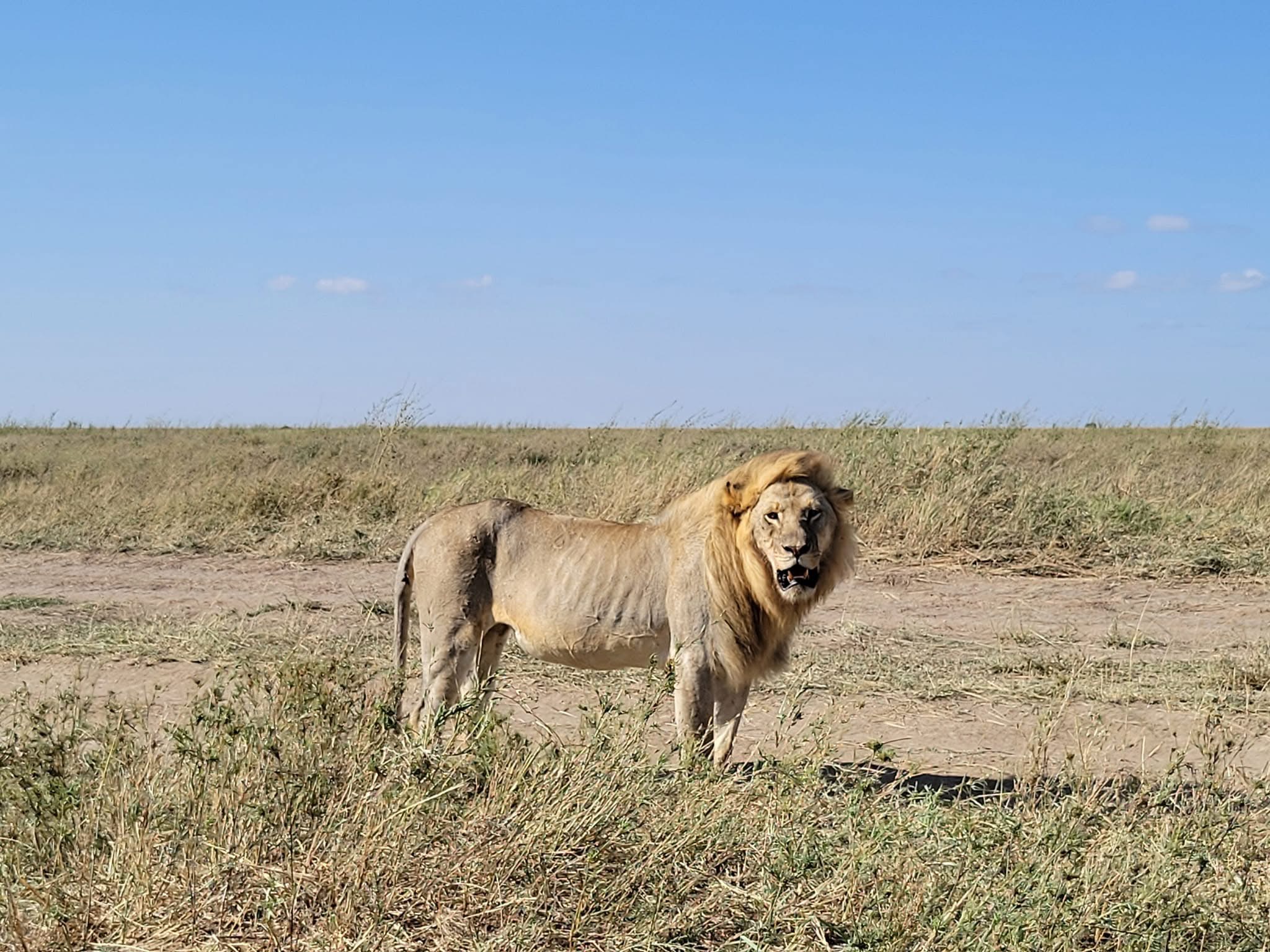 Ngorongoro Crater Day Tour
