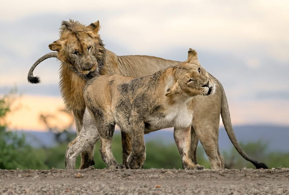 Tanzania Safari