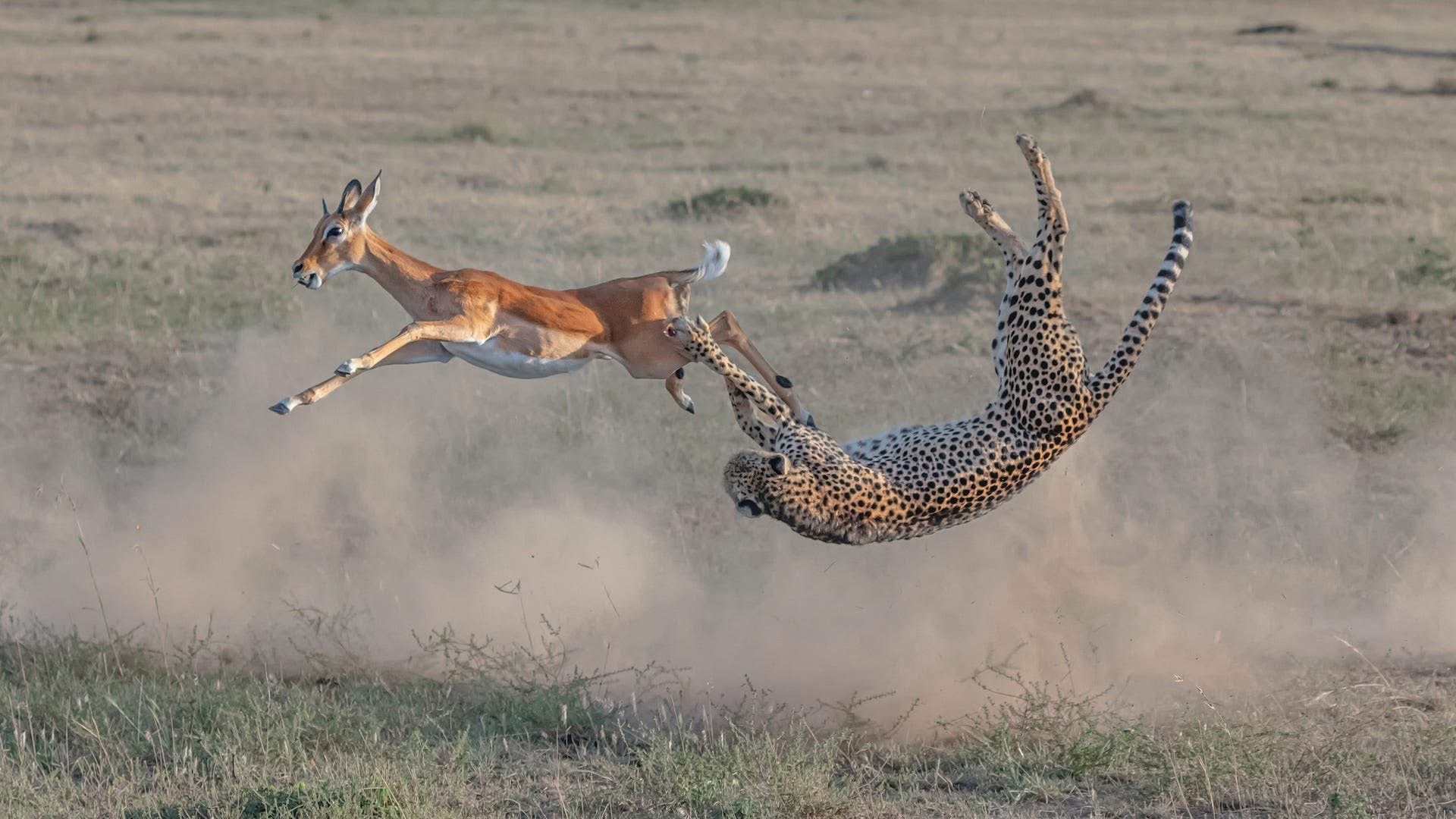 Safari Photography Tips: How to Capture Wildlife Like a Pro