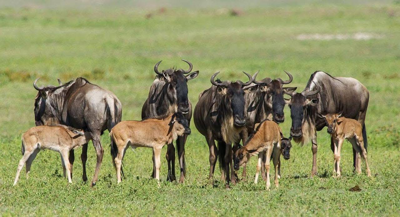 Great Migration Guide: When & Where to See the River Crossings
