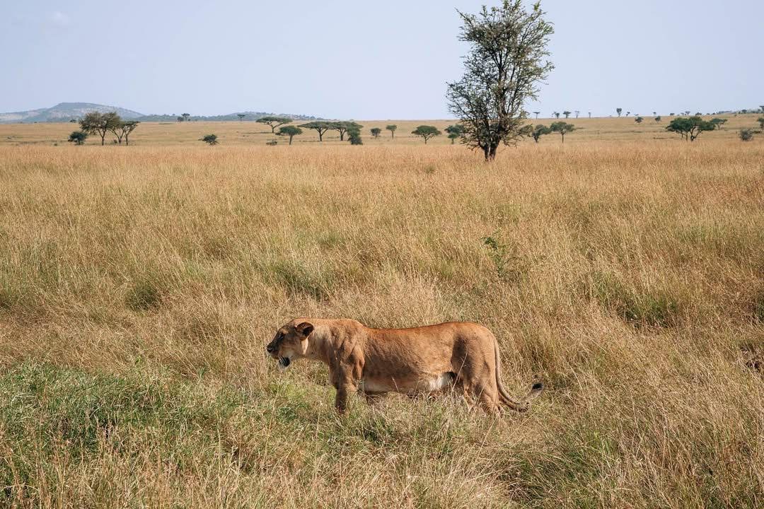 Best Time to Visit Tanzania for Safari: Month by Month Guide