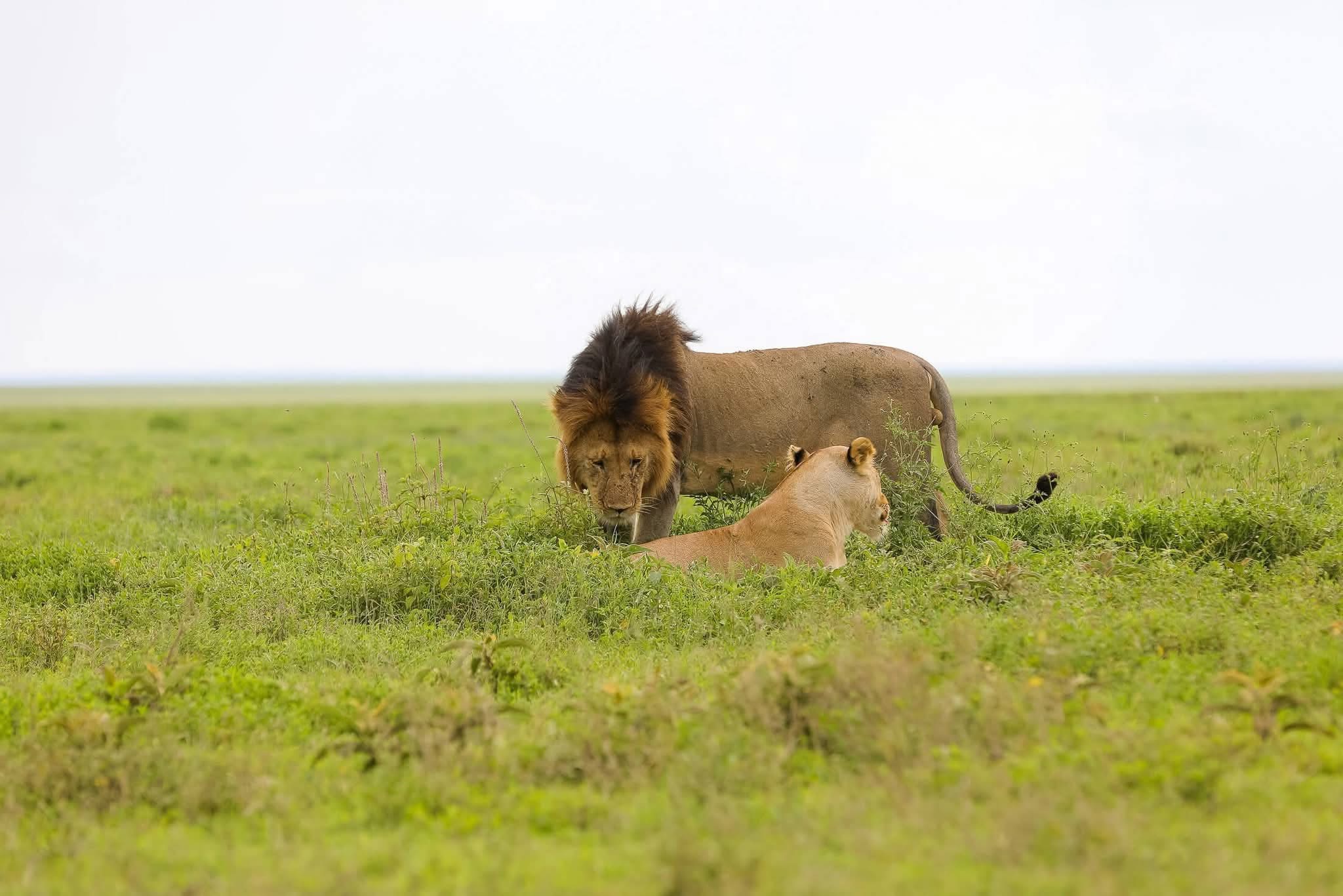 Ngorongoro Crater