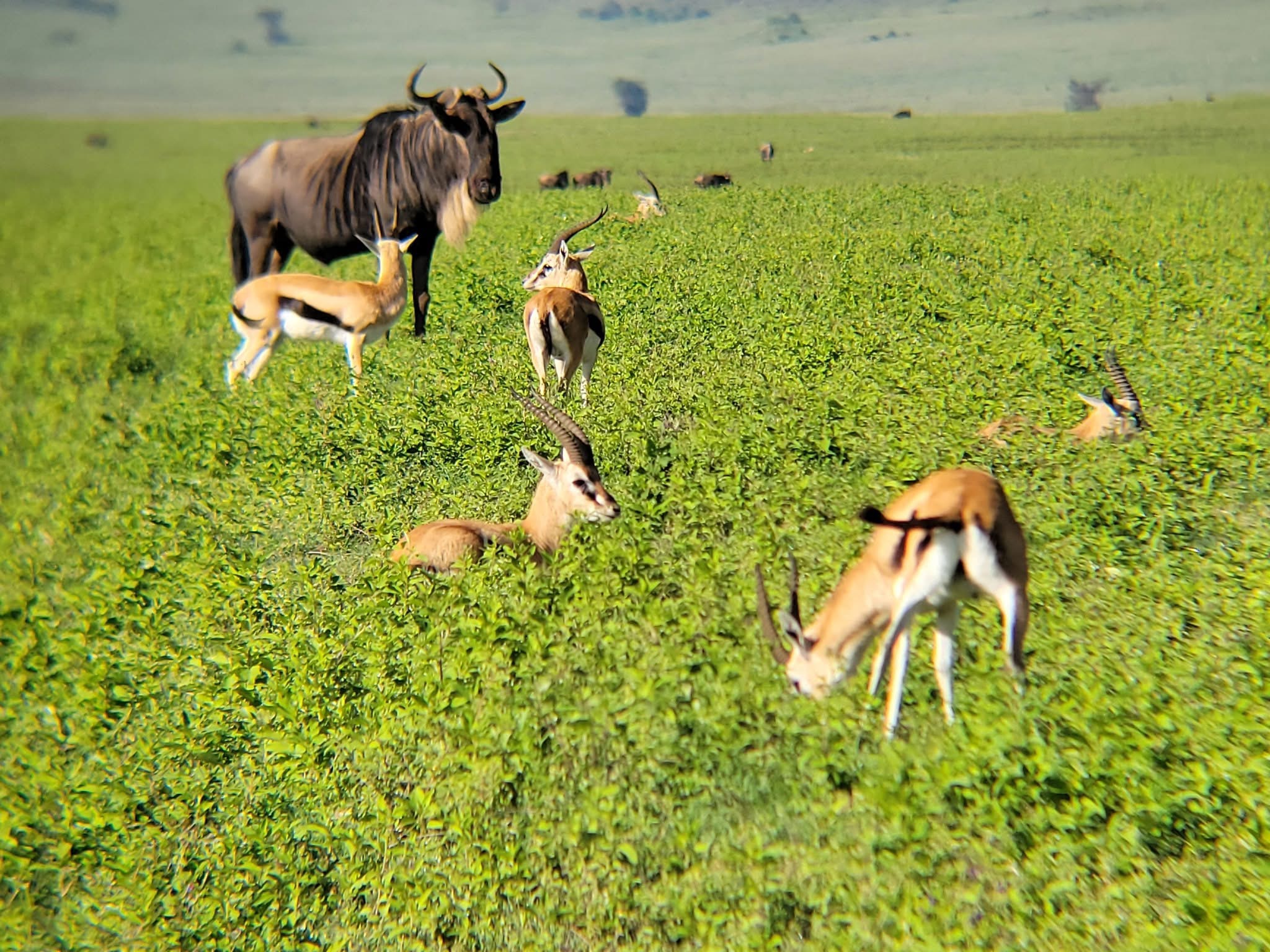 Serengeti National Park