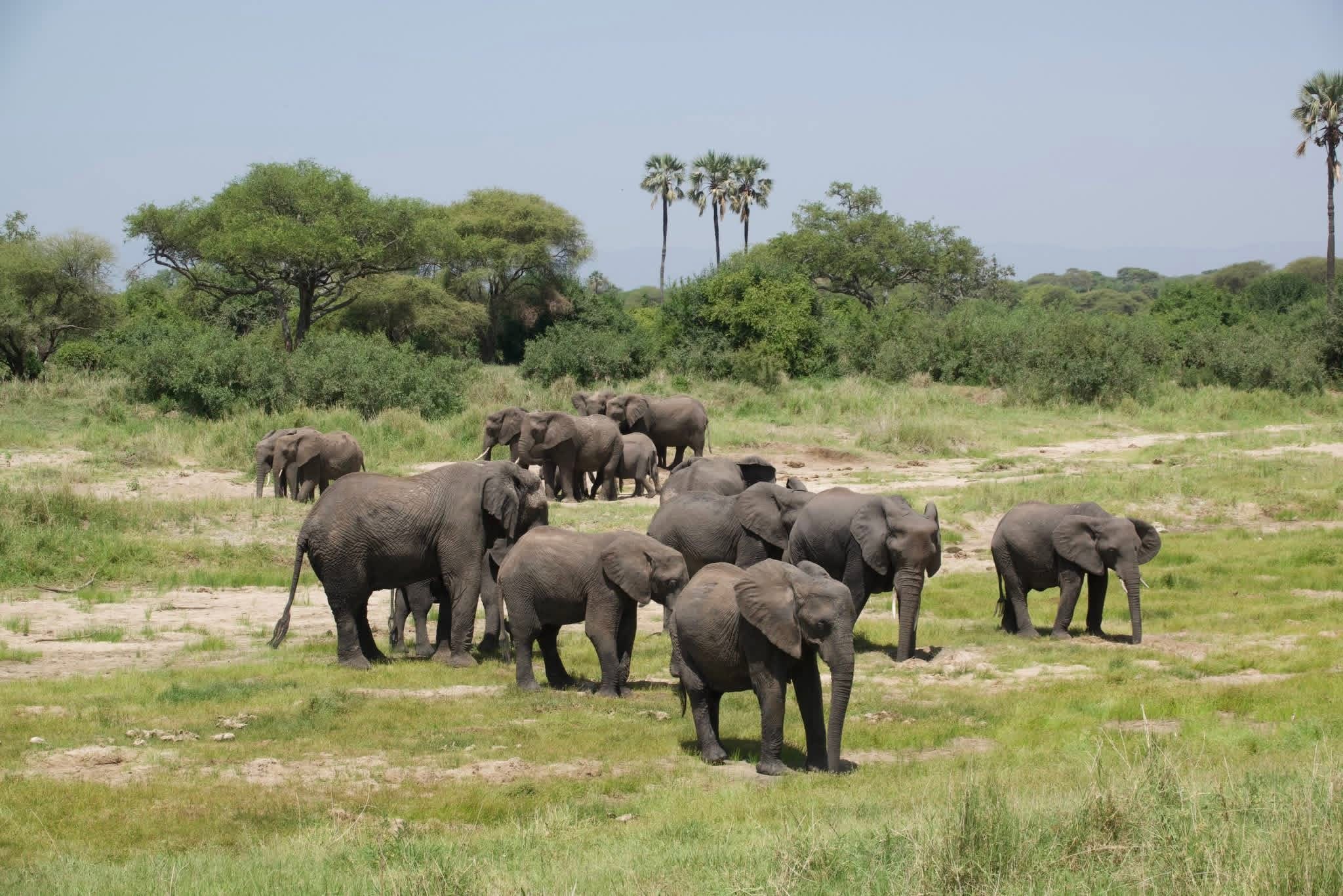 Tarangire National Park