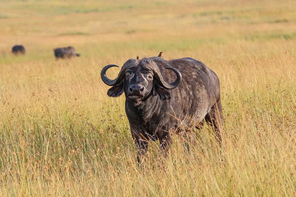 Ngorongoro Crater