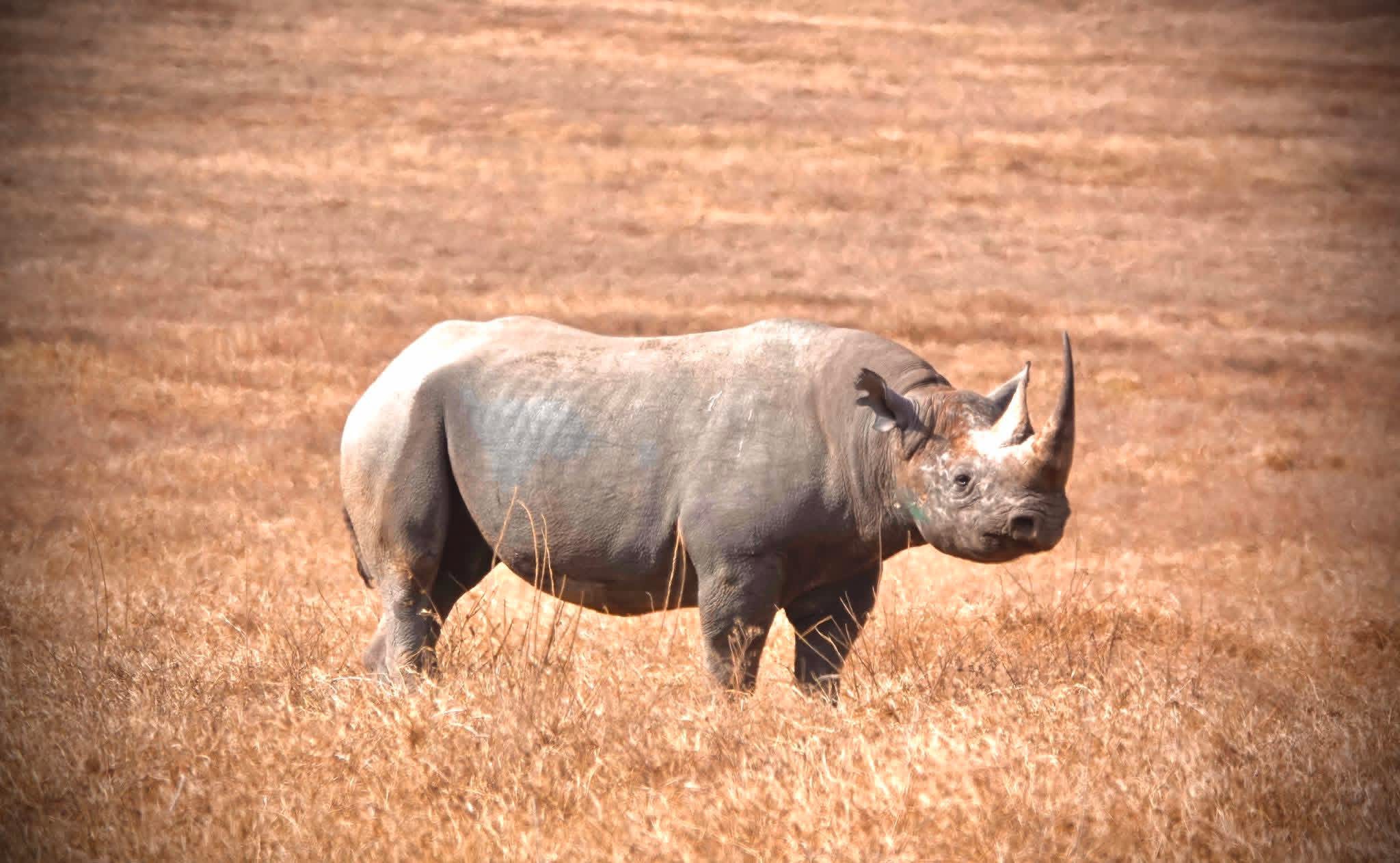 Ngorongoro Crater Day Tour
