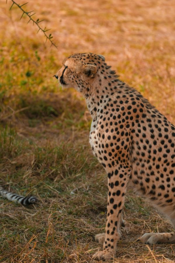 4-Day Manyara Serengeti & Ngorongoro Luxury Safari