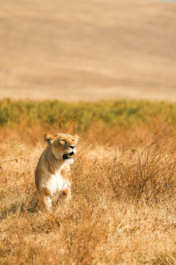 4-Day Ngorongoro & Serengeti NP Budget Tour