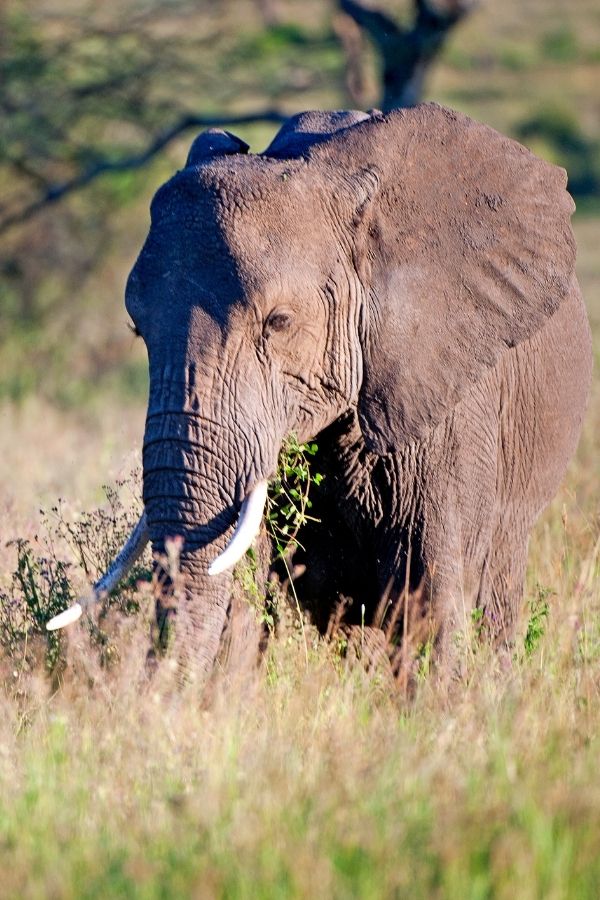 4-Day Ngorongoro, Serengeti & Tarangire NP Budget Tour
