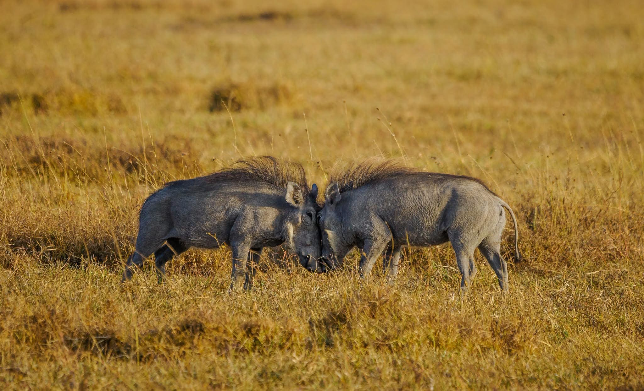4-Day Manyara Serengeti & Ngorongoro Luxury Safari