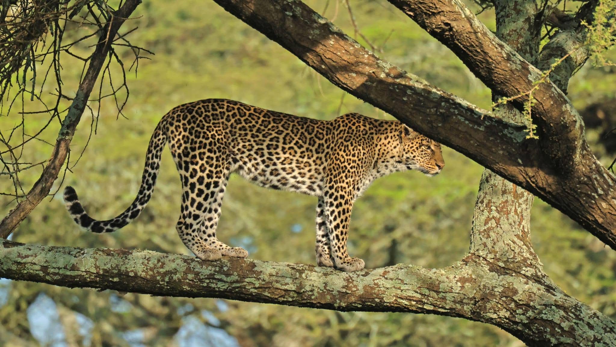 4-Day Ngorongoro, Serengeti & Tarangire NP Budget Tour