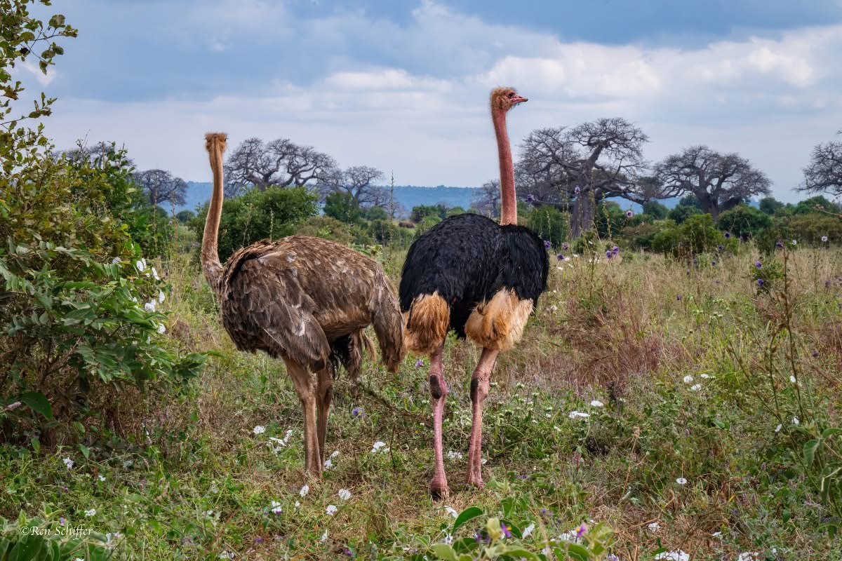 Lake Manyara National Park