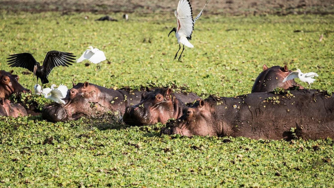 4-Day Manyara, Materuni, Ngorongoro & Tarangire