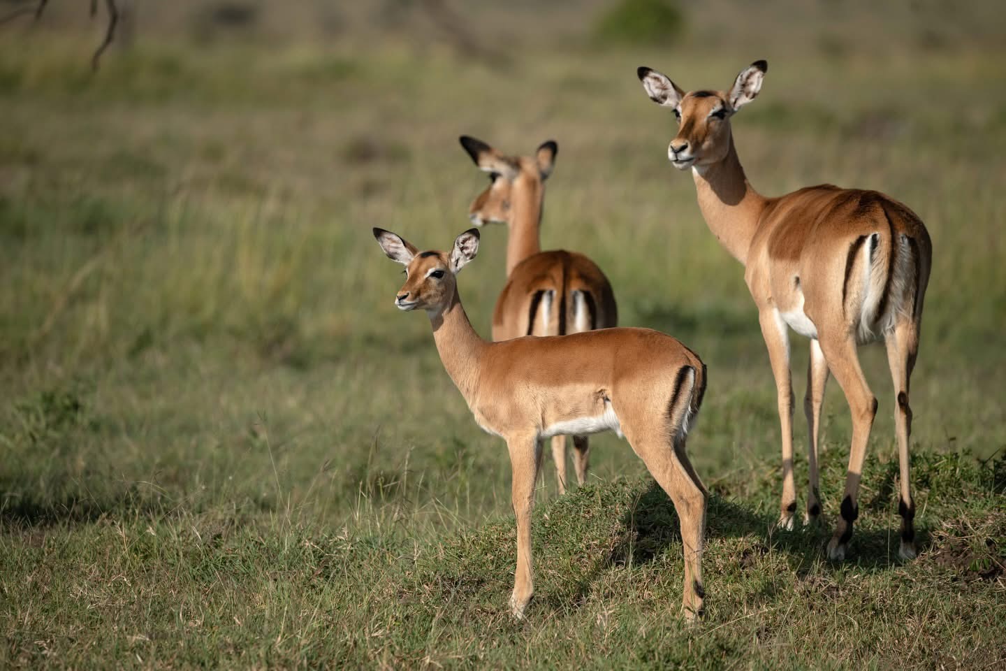 5-Day Midrange Safari Tanzania