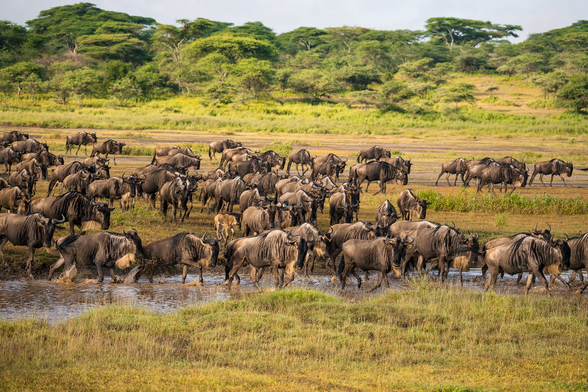 7-Day Great Migration Safari