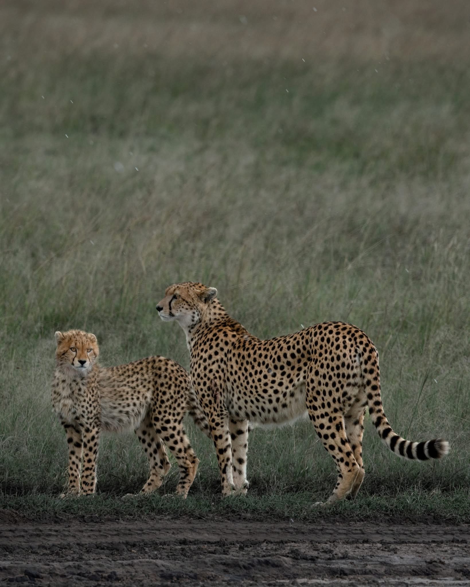 5-Day Private Luxury Safari