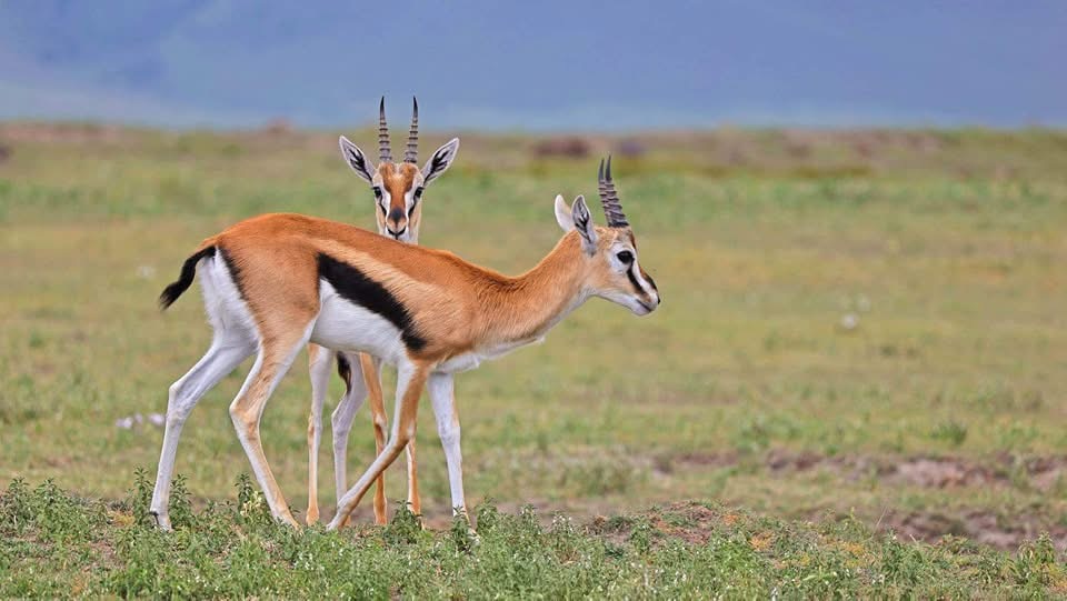 5-Day Midrange Safari Tanzania