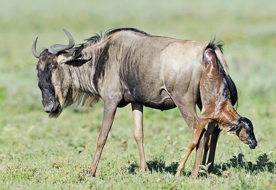 Ngorongoro Crater Day Tour