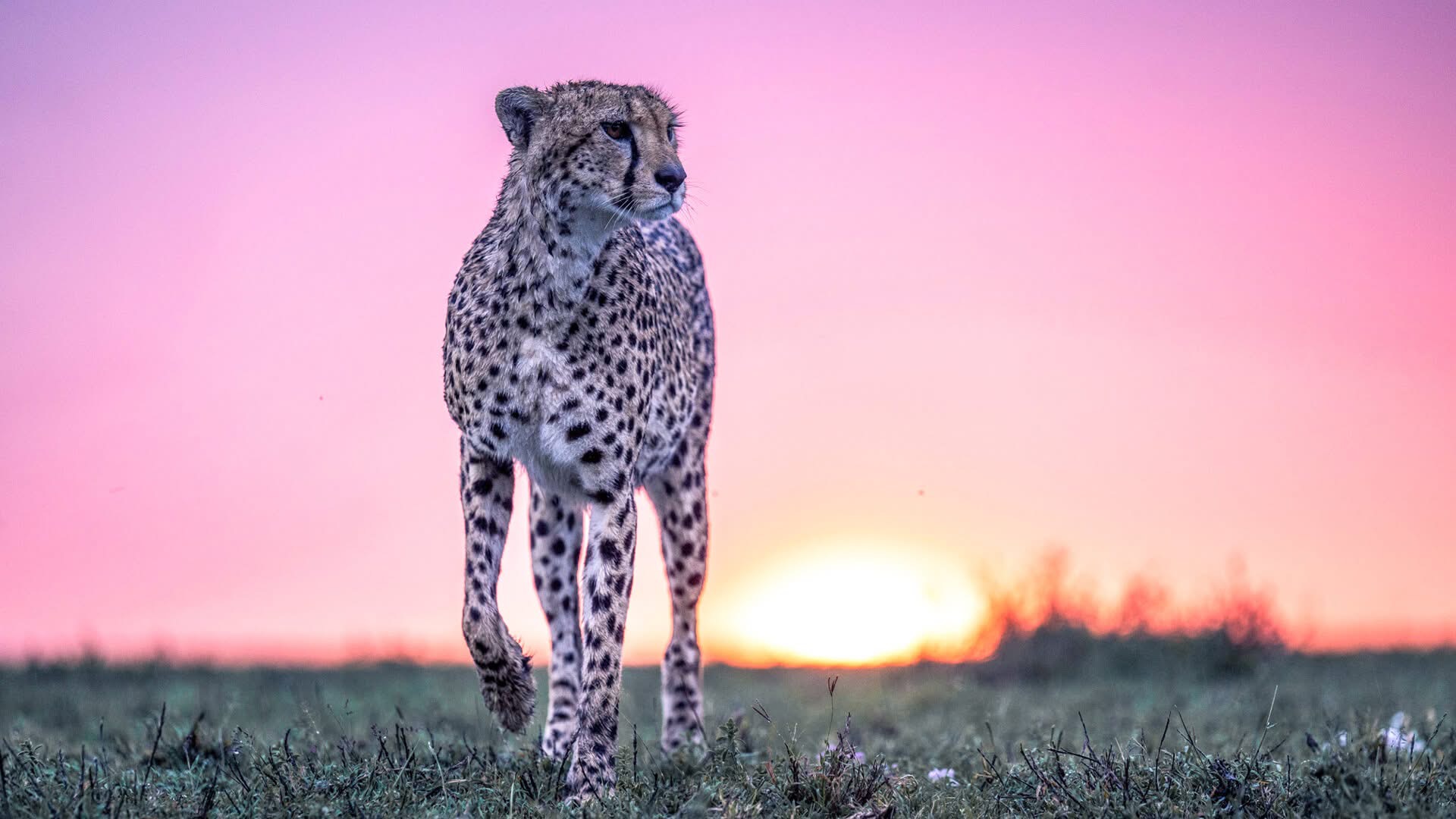 Tanzania Safari
