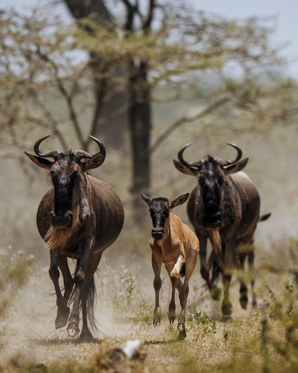 Serengeti Adventure — Home of the Great Migration and endless plains