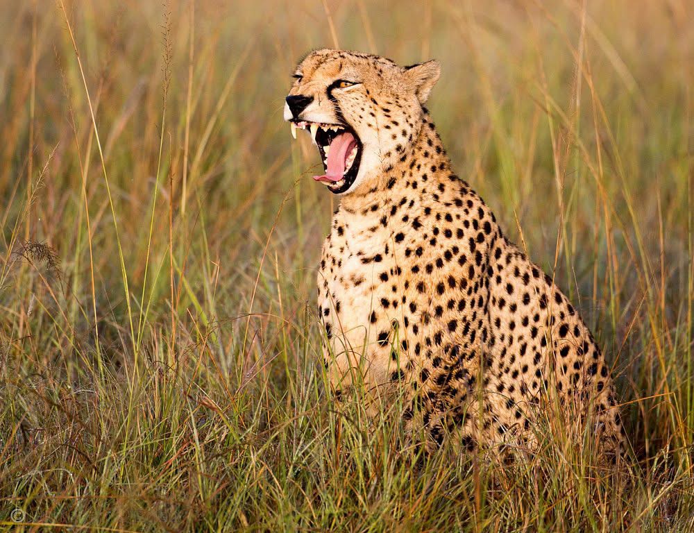 Tanzania Safari